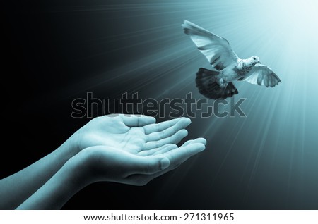 Hand releasing a bird into the air concept hope, peace and spirituality