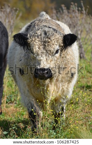 Full frontal image of an Angus Cattle cross - with unusual contrasting ...