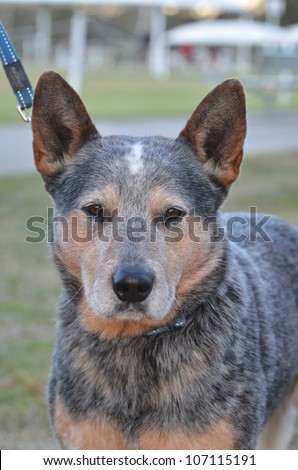 A portrait style image of a purebred male Australian Blue Cattle dog, aka Blue Healer, with collar and lead attached.