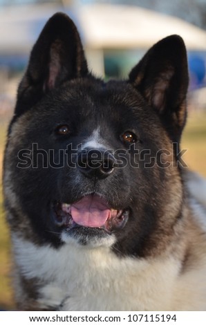 A portrait style image of a purebred male Akita dog of about 7 months of age,