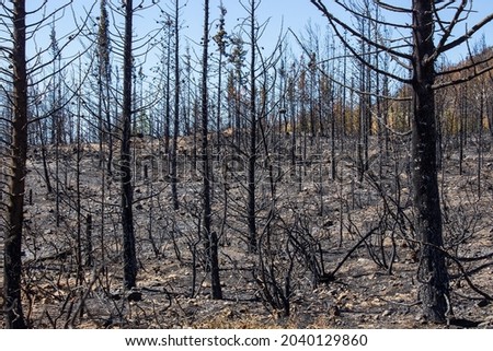 Similar – Image, Stock Photo Forest after fire in Brandenburg X