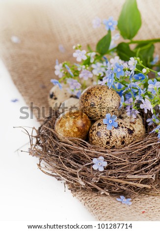 on a sacking nest, quail eggs and forget-me-not flowers