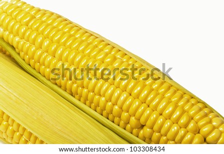 ear of ripe corn is isolated on white background
