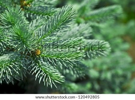 Silver, blue spruce pine, fir tree