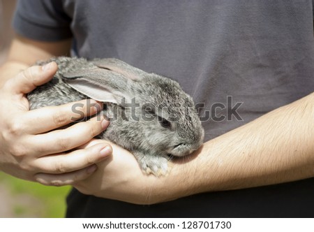 man carefully holds a gray rabbit