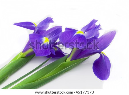 https://image.shutterstock.com/display_pic_with_logo/275779/275779,1264355228,1/stock-photo-two-flowers-of-an-iris-of-violet-colour-on-white-background-45177370.jpg