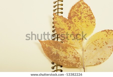 Empty page in notebook and  turned yellow autumn leaf