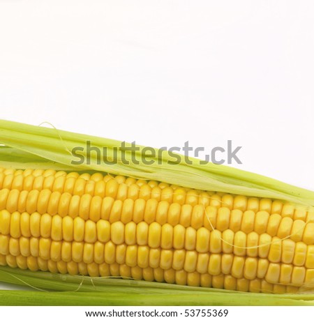 Corn ear isolated on a white background
