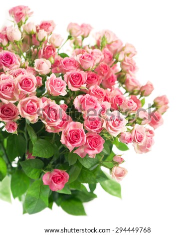 Big Roses Bouquet. branch of pink roses. Isolated
