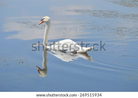 White Swan on Lake Balboa. Van Nuys, California.
