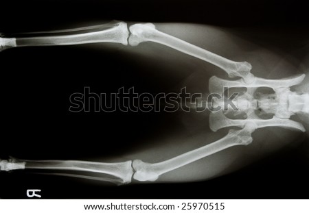 x-ray of a cat\'s pelvis