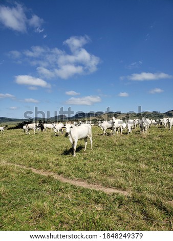 Cattle in Farm, Paraná - Brazil Foto stock © 