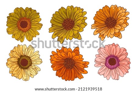 Tops of gerbera flowers, vector set. Bundle of isolated floral design elements. Vector collection of beautiful multicolor daisies with outline. Colored hand drawn illustrations on white background.