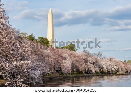 The Washington Monument towers over the cherry blossoms framing the shores of the Tidal Basin in Washington DC. Photograph shot during the Cherry Blossoms Festival, April 8, 2015.