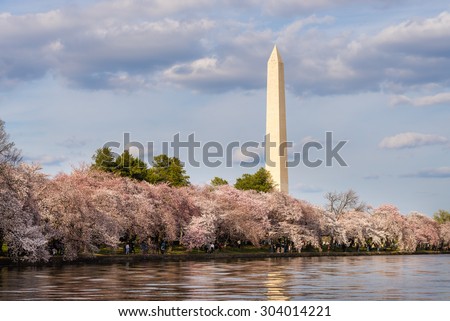 The Washington Monument towers over the cherry blossoms framing the shores of the Tidal Basin in Washington DC. Photograph shot during the Cherry Blossoms Festival, April 8, 2015.