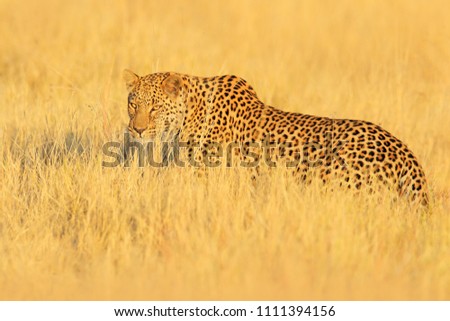 Leopard, Panthera pardus shortidgei, hidden portrait in the nice yellow grass. Big wild cat in the nature habitat, Hwange NP, Zimbabwe. Wildlife scene form Frica nature. Spotted cat on the madow. Foto stock © 