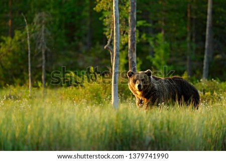 Similar – Image, Stock Photo Sunset in Finland on lake with birch leaves