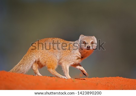 Shutterstock Puzzlepix