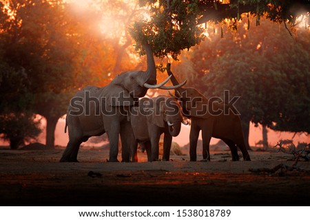 Elephant feeding tree branch. Elephant at Mana Pools NP, Zimbabwe in Africa. Big animal in the old forest. evening light, sun set. Magic wildlife scene in nature. 