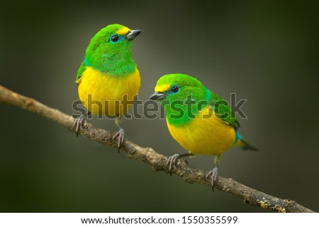 Similar – Image, Stock Photo Two Small Green Bird Sitting Together On Branch