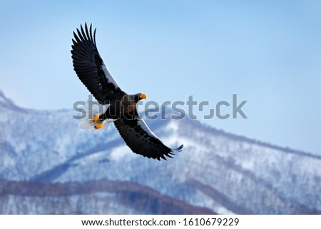 Japan eagle in the winter habitat. Mountain winter scenery with bird. Steller's sea eagle, flying bird of prey, with mountains in background, Hokkaido, Japan. Bird fly above the hills.