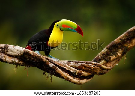 Tropic bird from Guatemala. Keel-billed Toucan, Ramphastos sulfuratus, bird with big bill sitting on branch in the forest. Nature travel in central America. Beautiful bird in nature habita