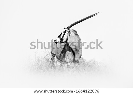 Gemsbok, black and white Africa art. Gemsbuck, Oryx gazella, large antelope in nature habitat, Sossusvlei, Namibia. Wild animals in the savannah. Animal with big straight antler horn.