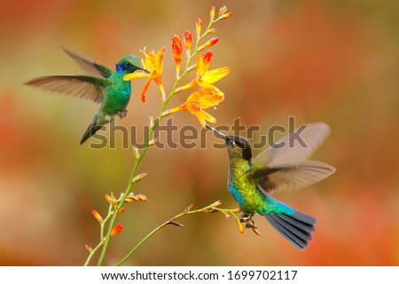 Similar – Image, Stock Photo hummingbird Small Bird
