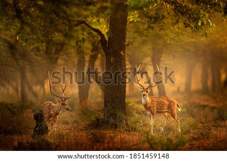 Chital deer from RAnthambore NP, India in Asia. Chital or cheetal, Axis axis, spotted deers or axis deer in nature habitat. Bellow majestic two powerful adult animals. 