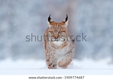 Lynx face walk. Winter wildlife in Europe. Lynx in the snow, snowy forest in February. Wildlife scene from nature, Slovakia. Winter wildlife in Europe. 