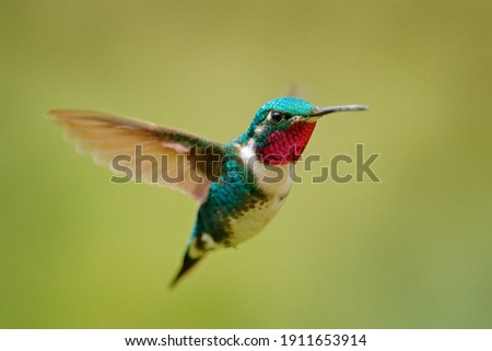 Similar – Image, Stock Photo hummingbird Small Bird