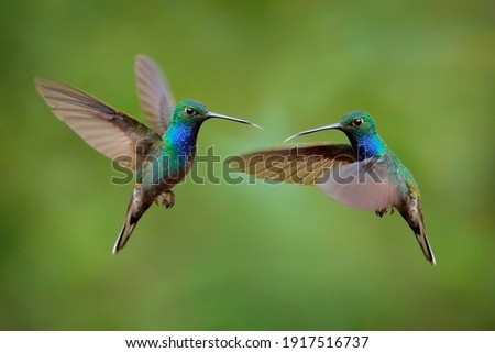 Similar – Image, Stock Photo Two Small Green Bird Sitting Together On Branch