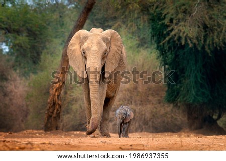 Similar – Image, Stock Photo The old elephant is alone in the Etosha pan. I wonder what he’s been through…