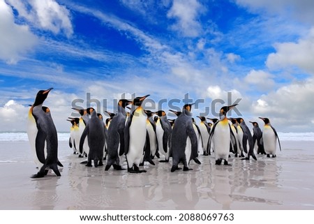 Antarctica wildlife, penguin colony. Group of king penguins coming back from sea to beach with wave and blue sky in background, South Georgia, Antarctica. Blue sky and water bird in Atlantic Ocean. 