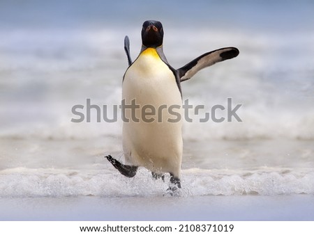Wild bird in the water. Big King penguin jump dance out of the blue water after swimming through the ocean in Falkland Island. Wildlife scene from nature. Funny image from the ocean.