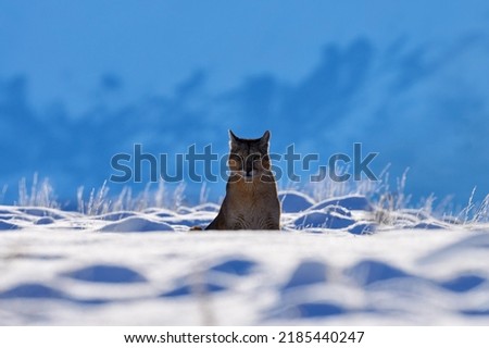 Mountain Lion. Puma, nature winter habitat with snow, Torres del Paine, Chile. Wild big cat Cougar, Puma concolor, hidden portrait of dangerous animal with stone. Wildlife scene from nature. 