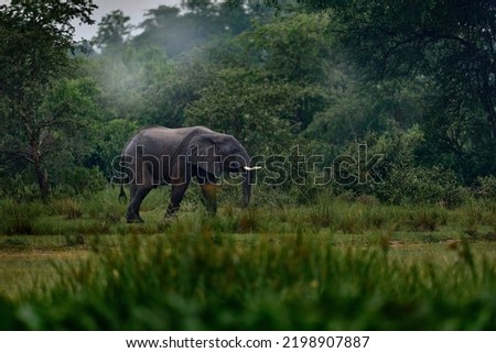 Uganda wildlife, Africa. Elephant in rain, Victoria Nile delta. Elephant in Murchison Falls NP, Uganda. Big Mammal in the green grass, forest vegetation. Elephant water walk in the nature habitat. 