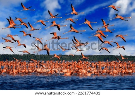 Similar – Image, Stock Photo Flock of flamingos on lake
