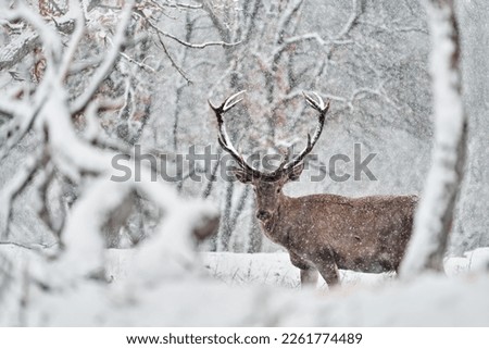 Similar – Image, Stock Photo Red Deer (Cervus elaphus) Stag bellowing during the rut.