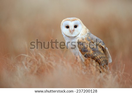 Sitting Barn Owl in light grass