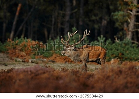 Similar – Image, Stock Photo Nature park, Netherlands