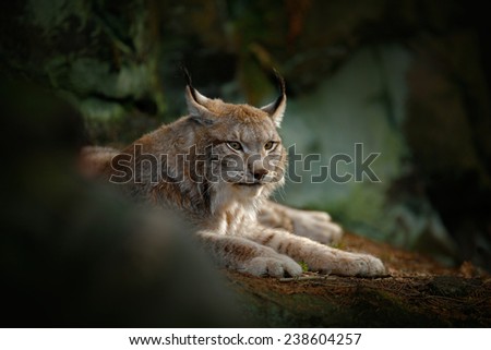 Big cat Eurasian Lynx sitting in rock