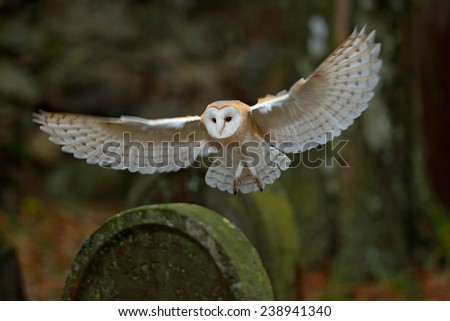 Barn owl with nice wings landing on headstone