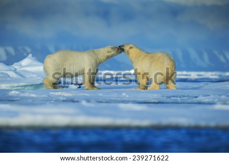 Polar bear couple cuddling on drift ice in artict Svalbard
