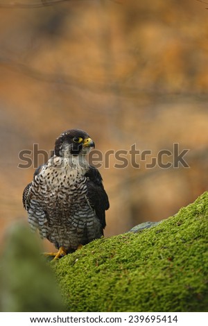 Bird of prey Peregrine Falcon sitting on the moss stone with orange autumn background