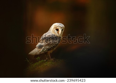 Barn owl sitting on stone in dark forest