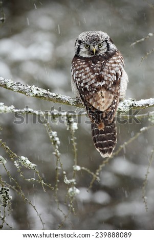 Hawk Owl sitting on the branch during winter with snow flake