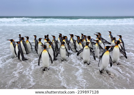 Group of king penguins coming back from sea tu beach with wave a blue sky