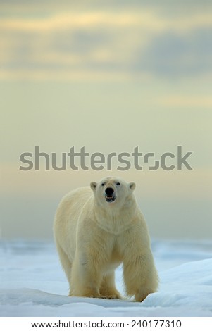 Big polar bear on drift ice with snow in Arctic Svalbard