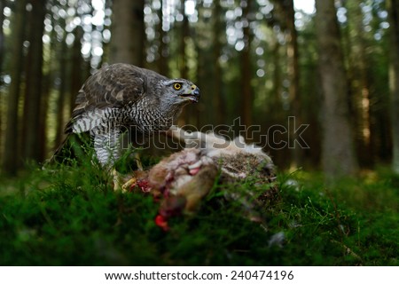 Bird of Prey Goshawk feeding kill hare with blood in forest - photo with wide lens for habitat